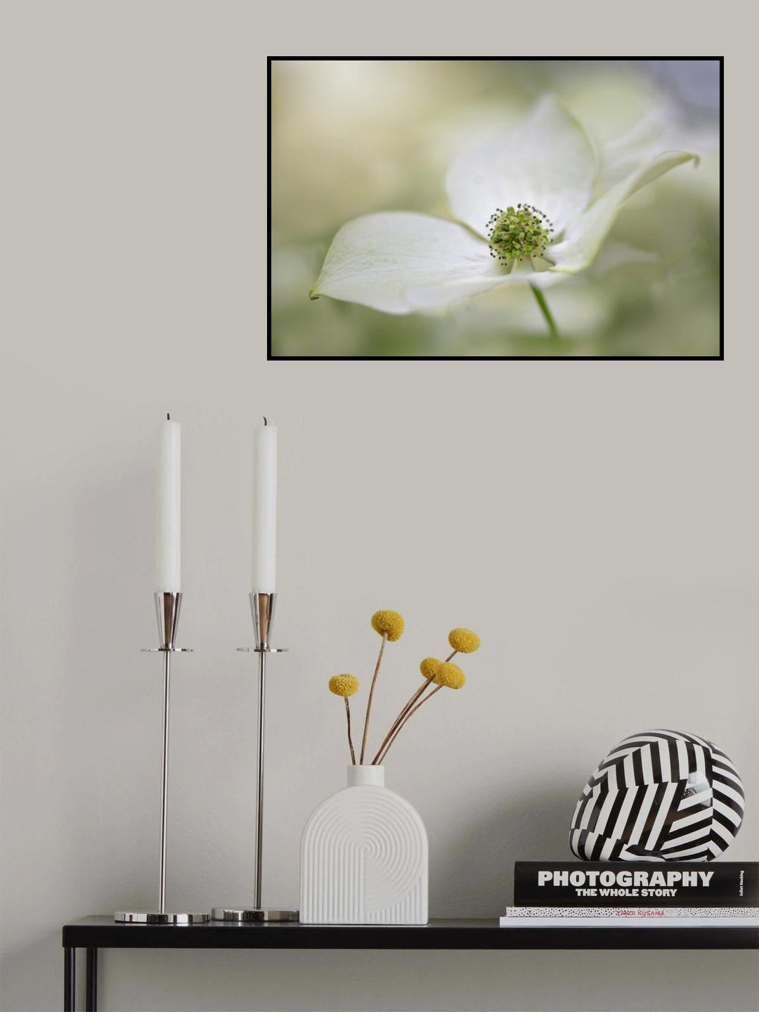 Cornus Kousa Miss Satomi Poster och Canvastavla