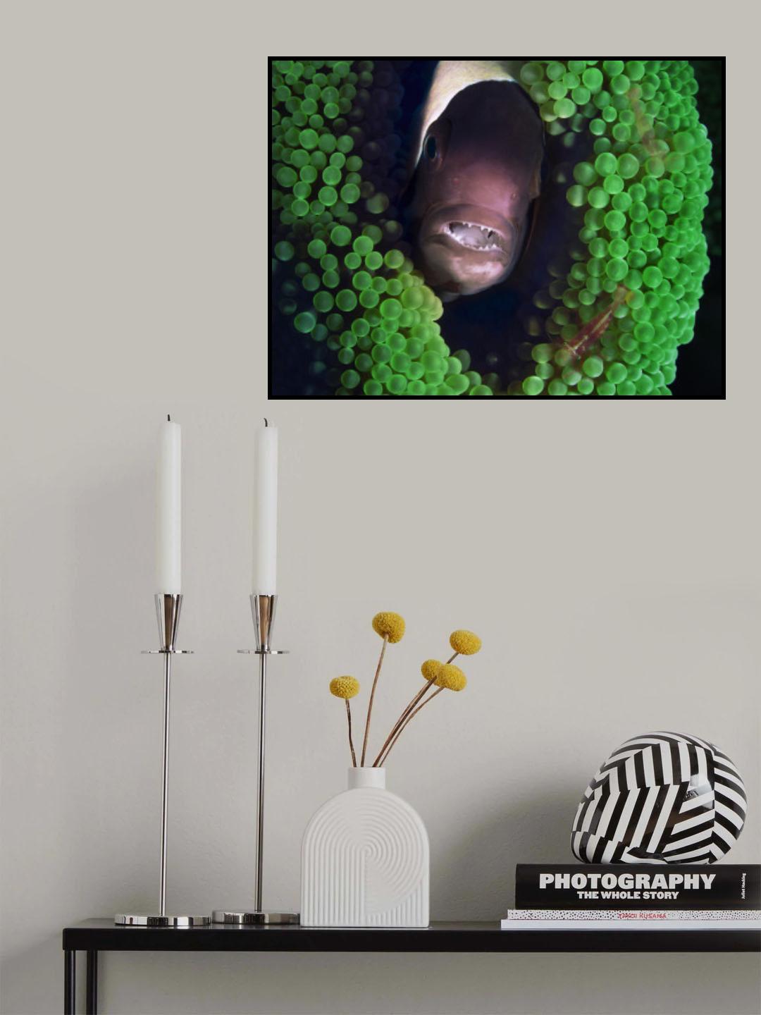 Bali Macro Crown and gumbs Poster och Canvastavla