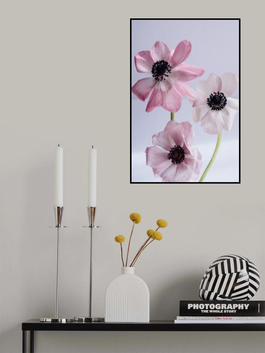 Lovely Anemones Poster och Canvastavla