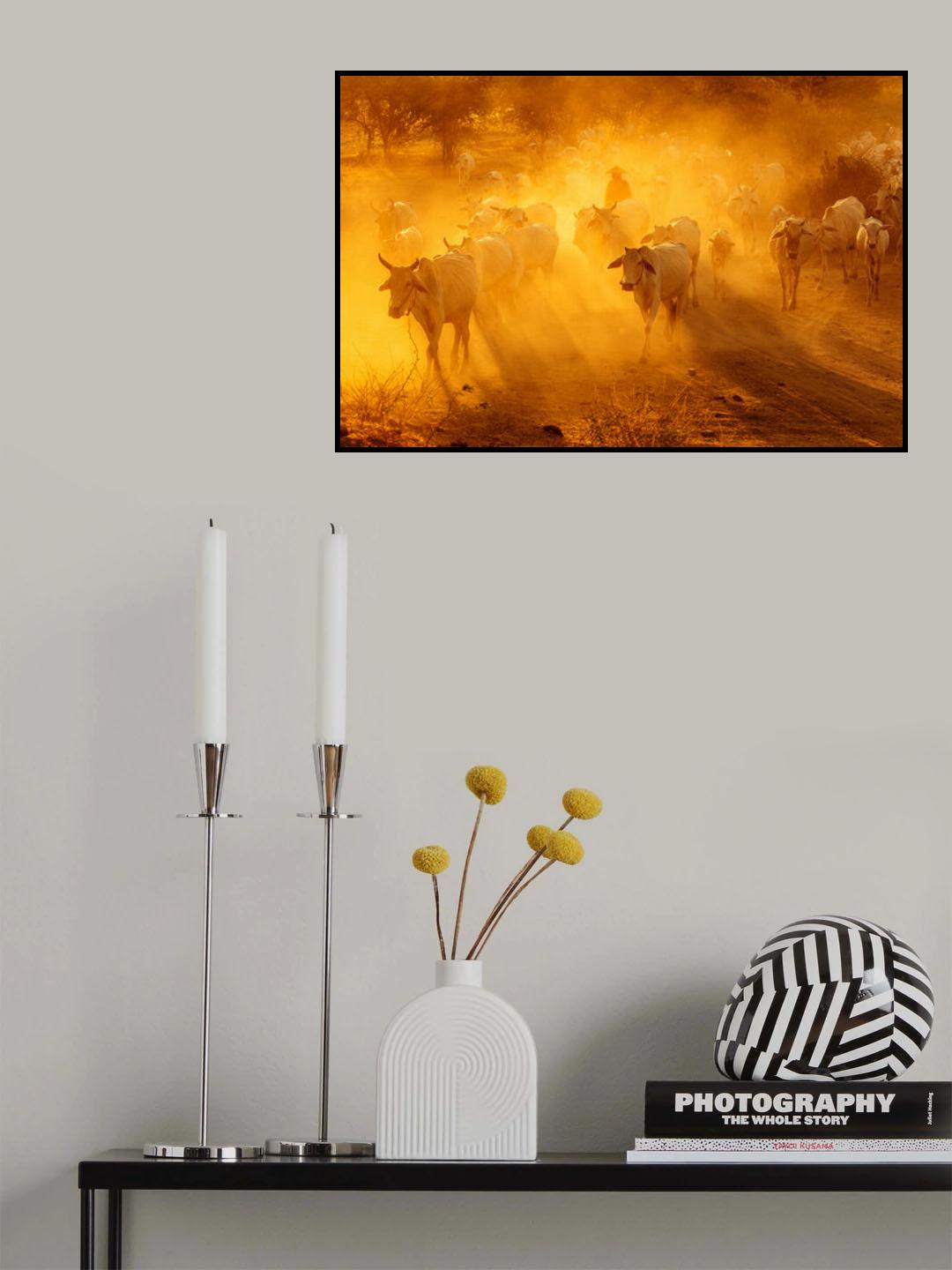 Cattle Herd Poster och Canvastavla