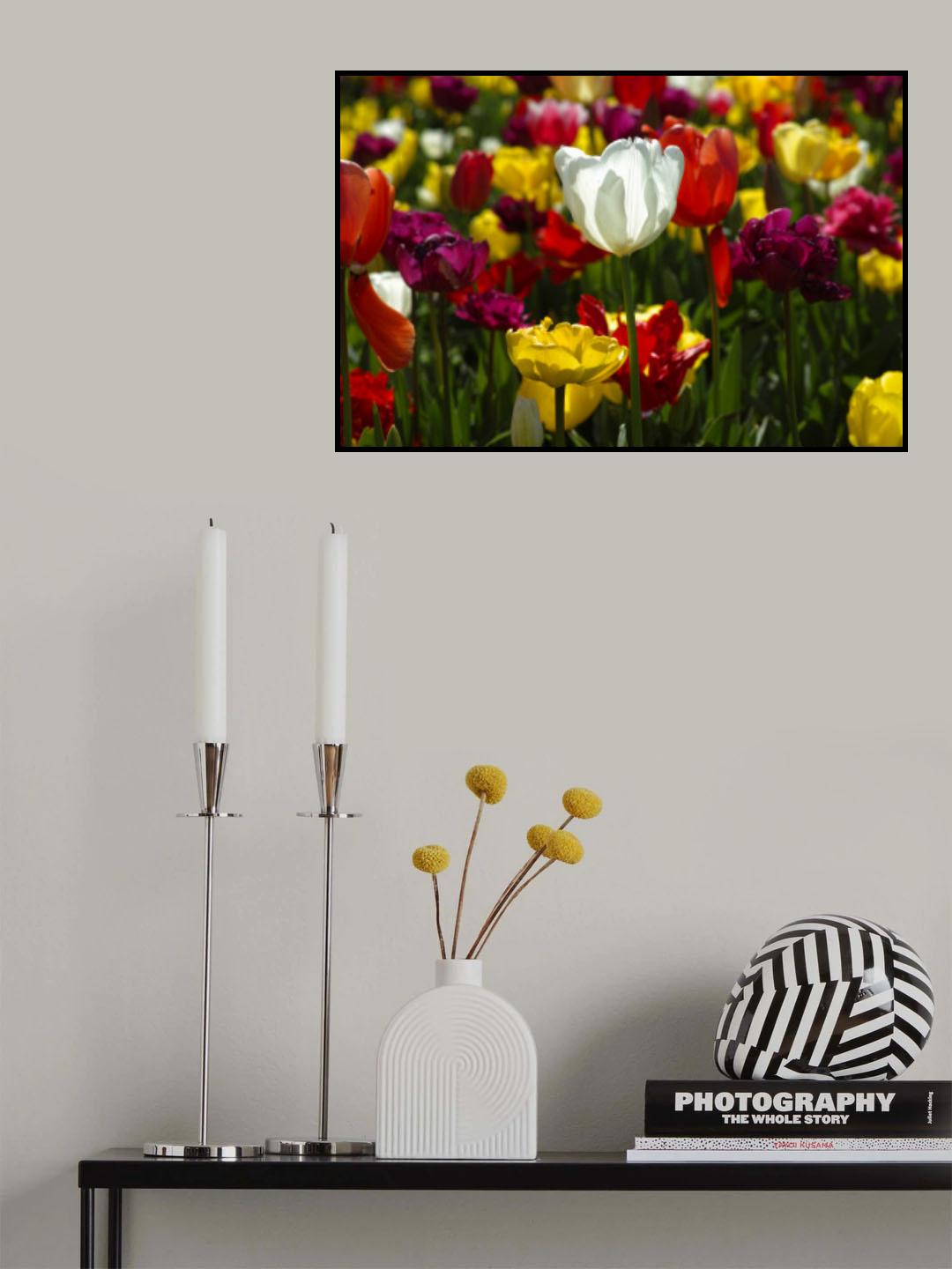 colorful tulips Poster och Canvastavla