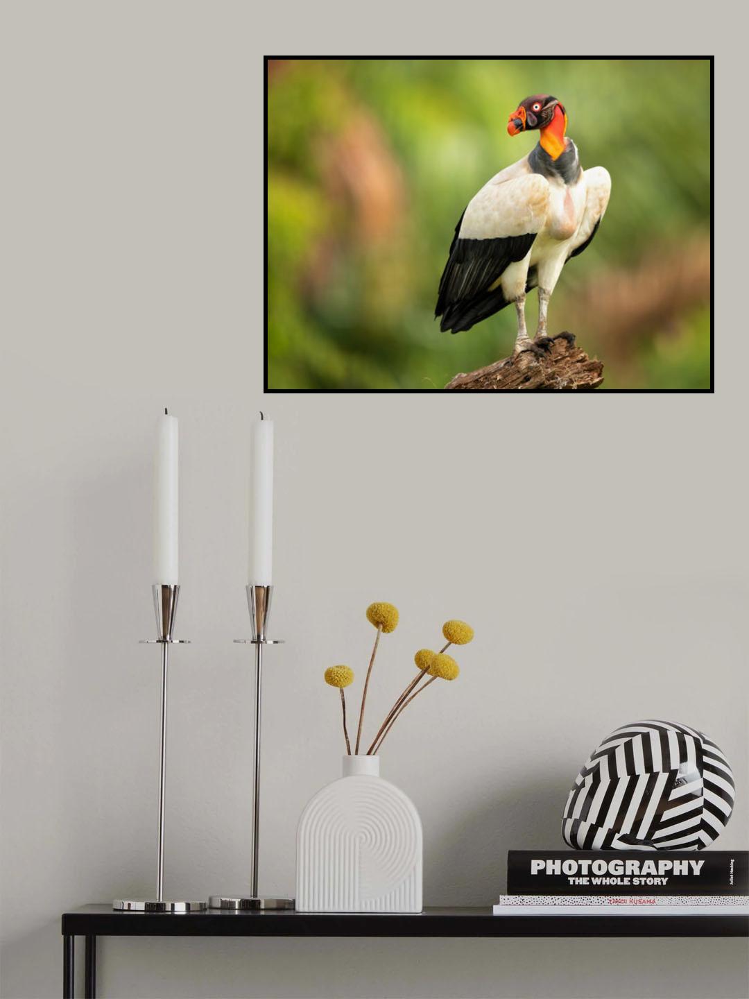 King vulture Poster och Canvastavla