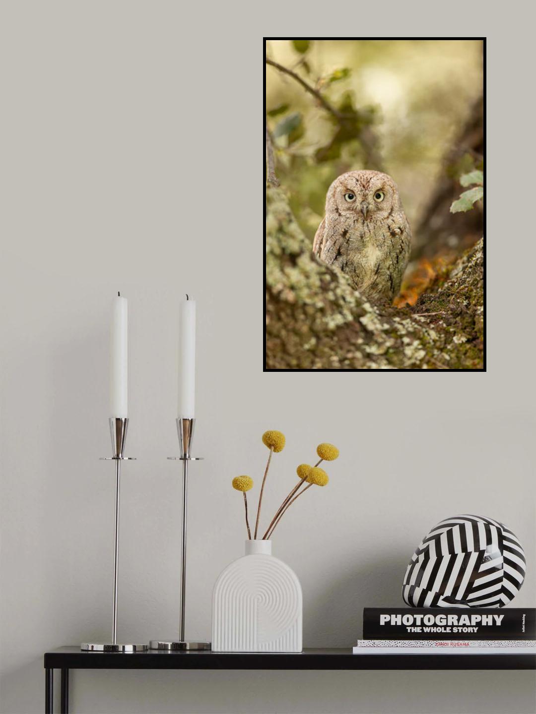 Scops owl Poster och Canvastavla