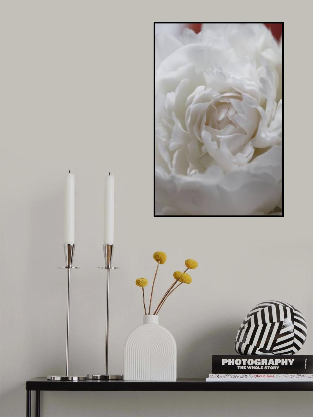 Peony_13 Poster och Canvastavla