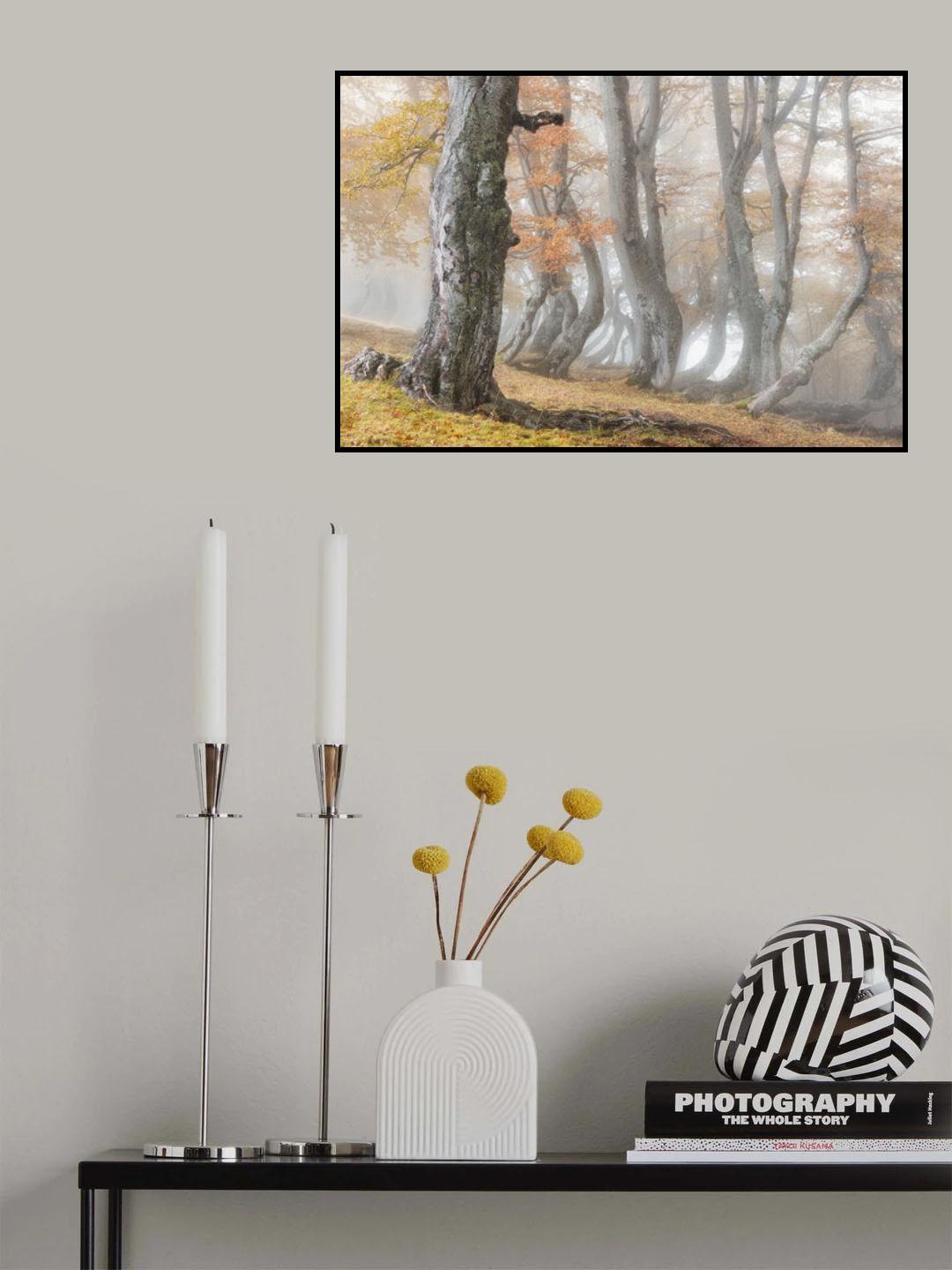 The old beech tree Poster och Canvastavla