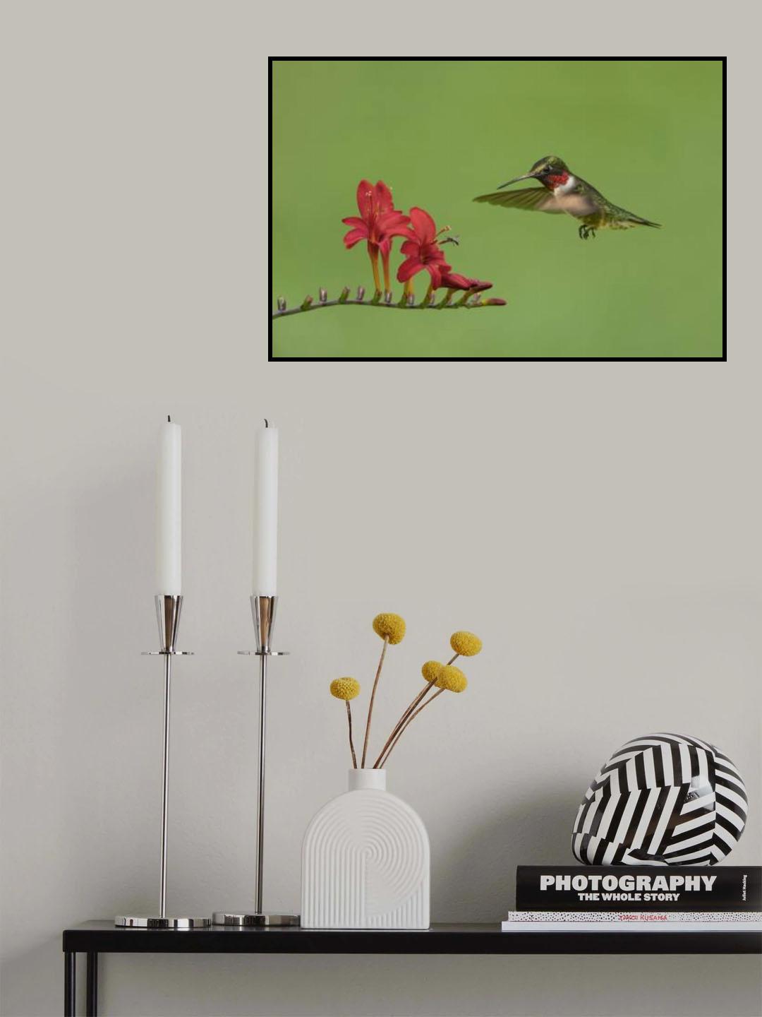 Hummingbird and Bee Poster och Canvastavla