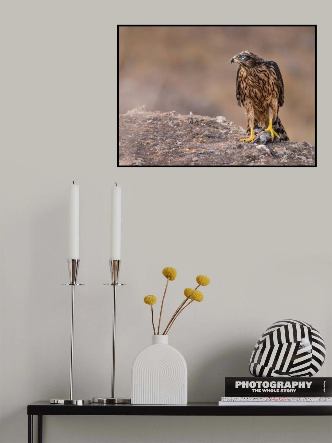 The eagle catches its prey Poster och Canvastavla