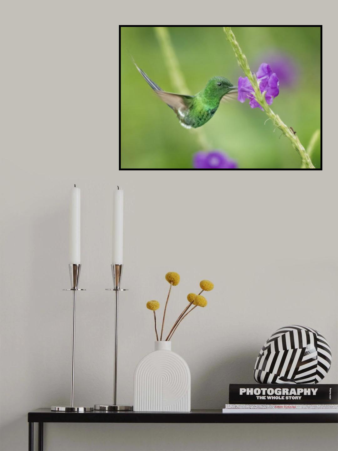 A fueling hummingbird Poster och Canvastavla