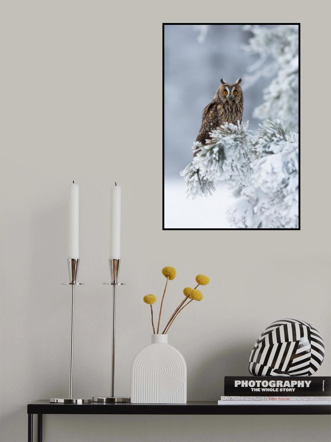 Long-eared owl Poster och Canvastavla