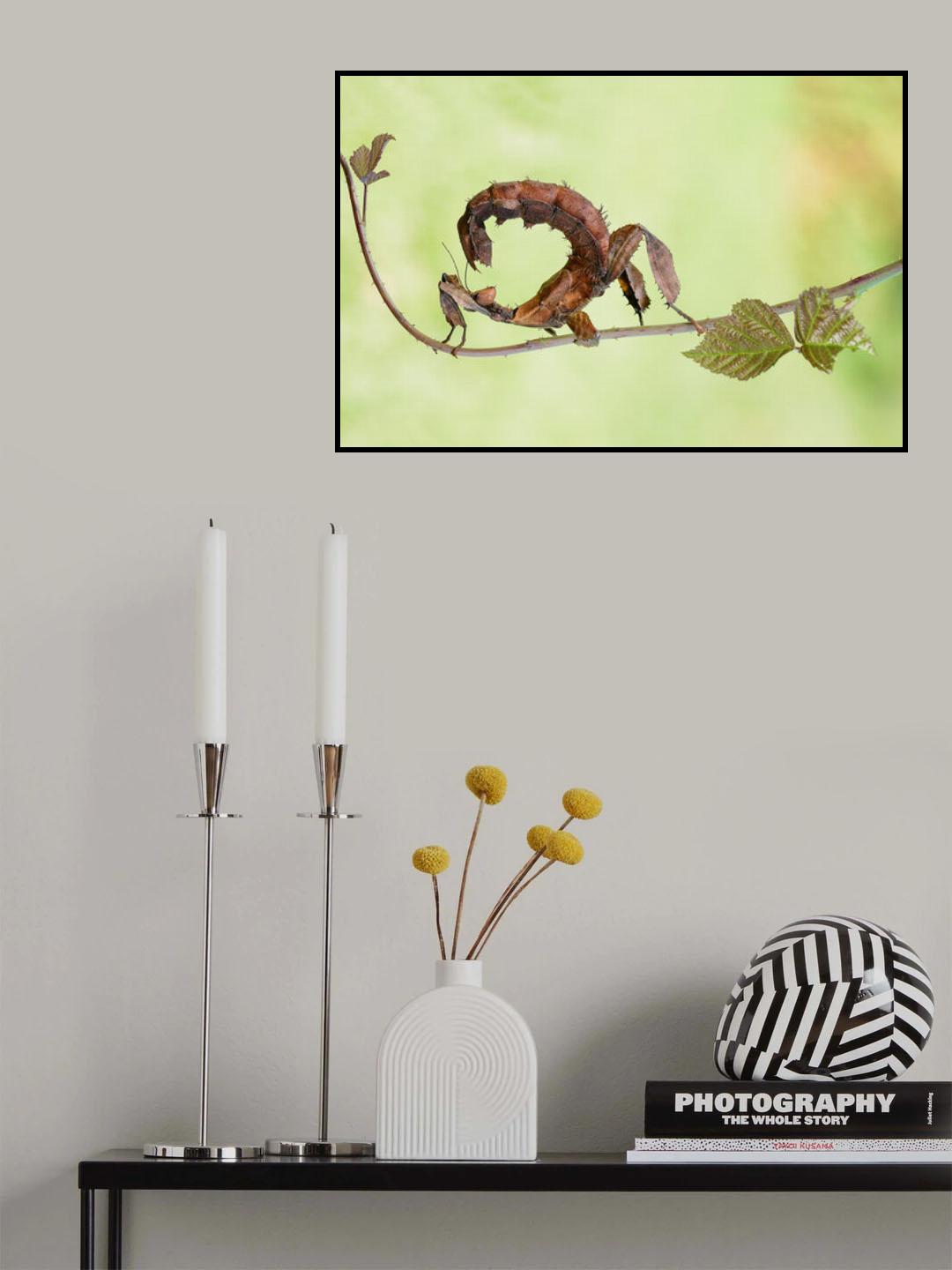 Extatosoma Tiaratum Poster och Canvastavla