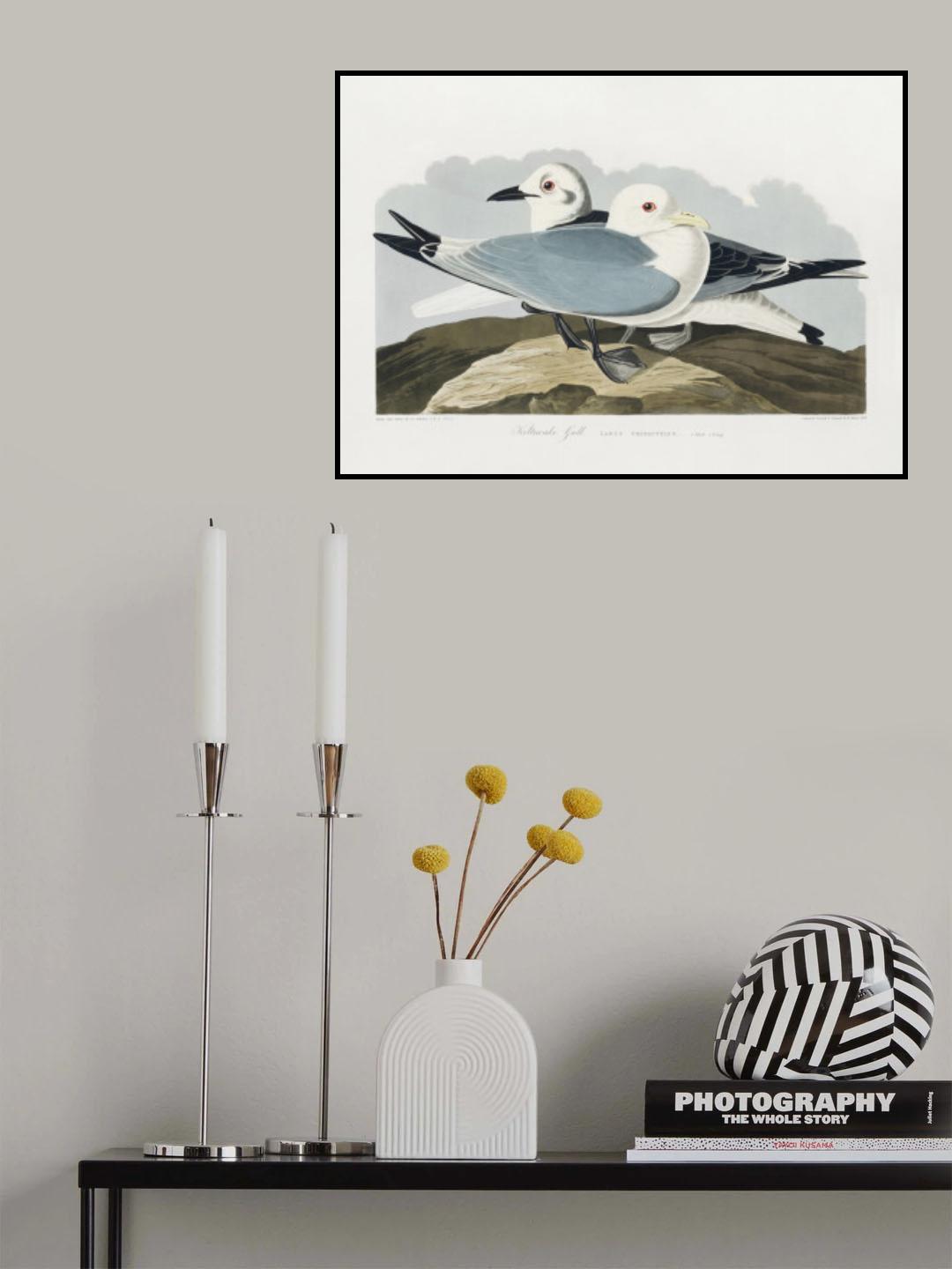 Kittiwake Gull From Birds of America (1827) Poster och Canvastavla