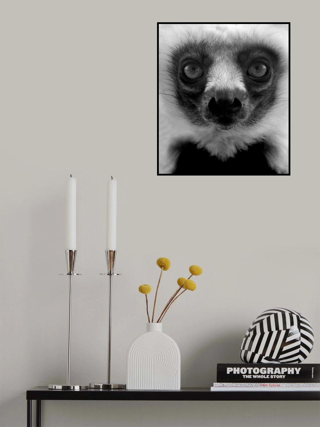 Portrait of a young Lemur. Poster och Canvastavla