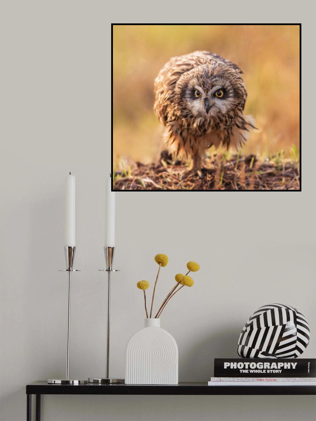 short-eared owl Poster och Canvastavla