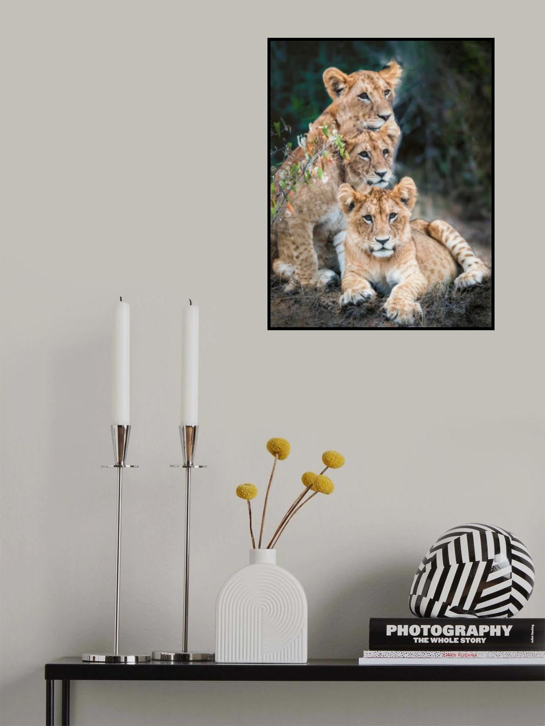 Lion cubs Poster och Canvastavla