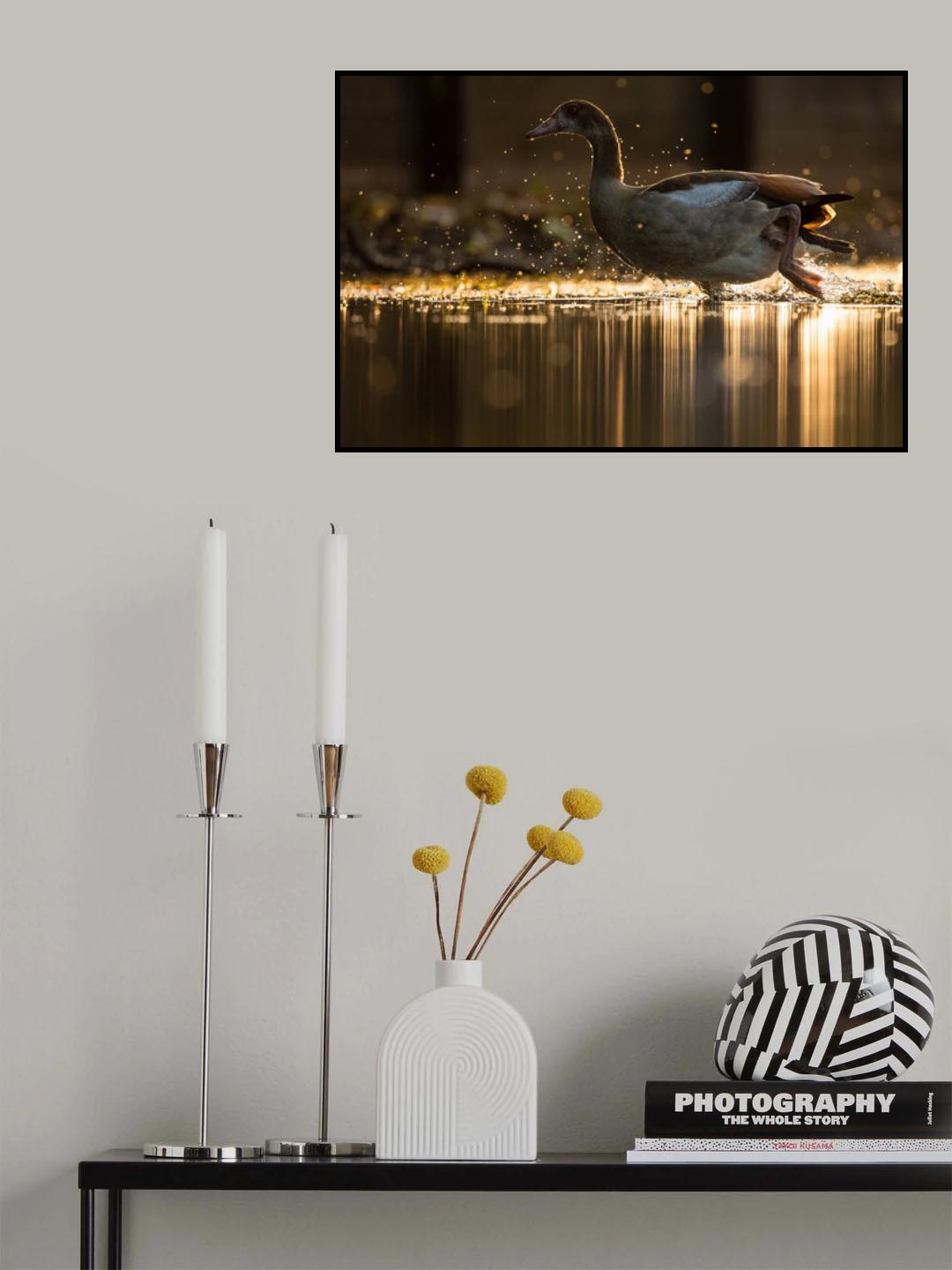 Golden Goose Poster och Canvastavla