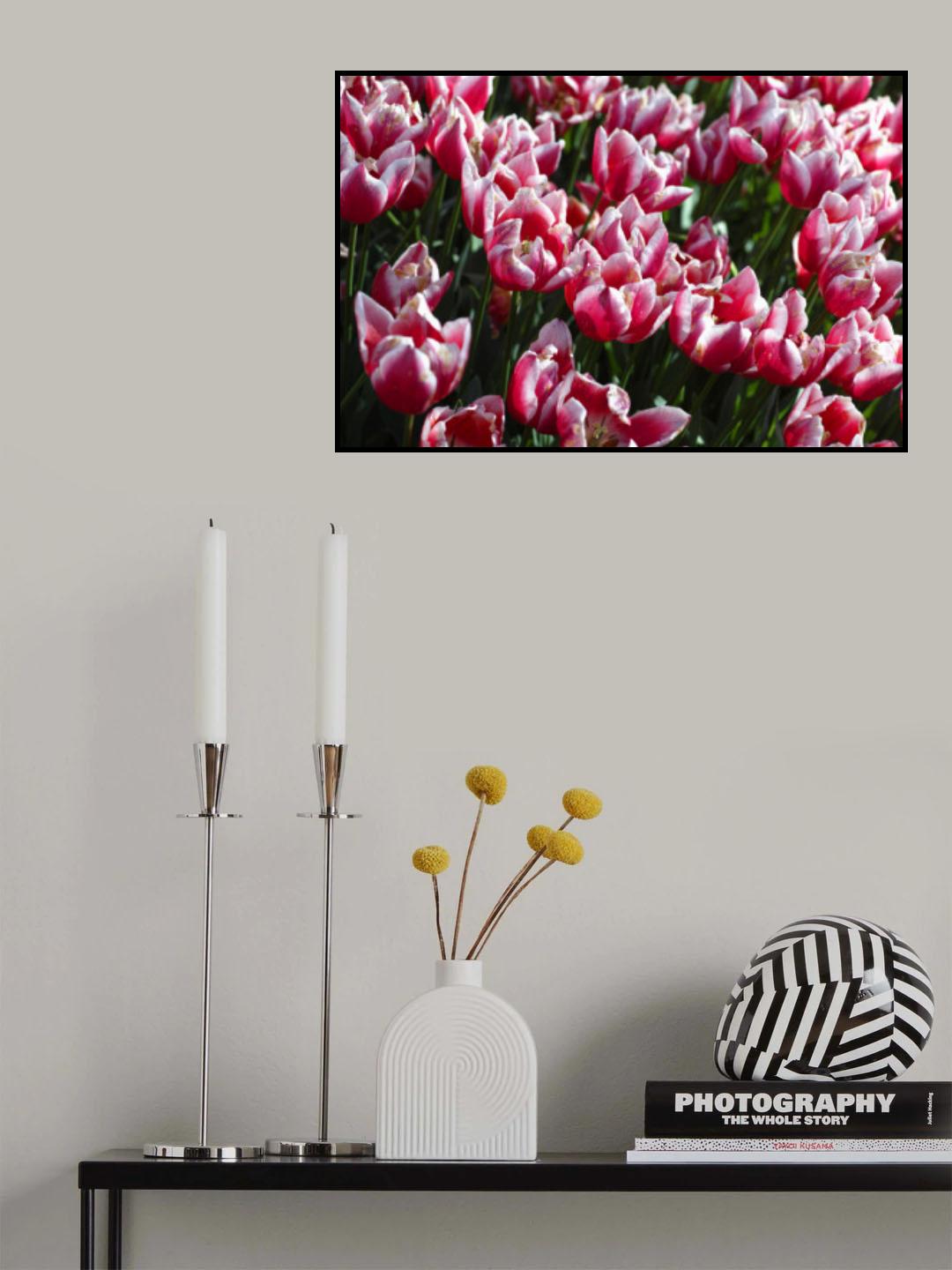 colorful tulips Poster och Canvastavla