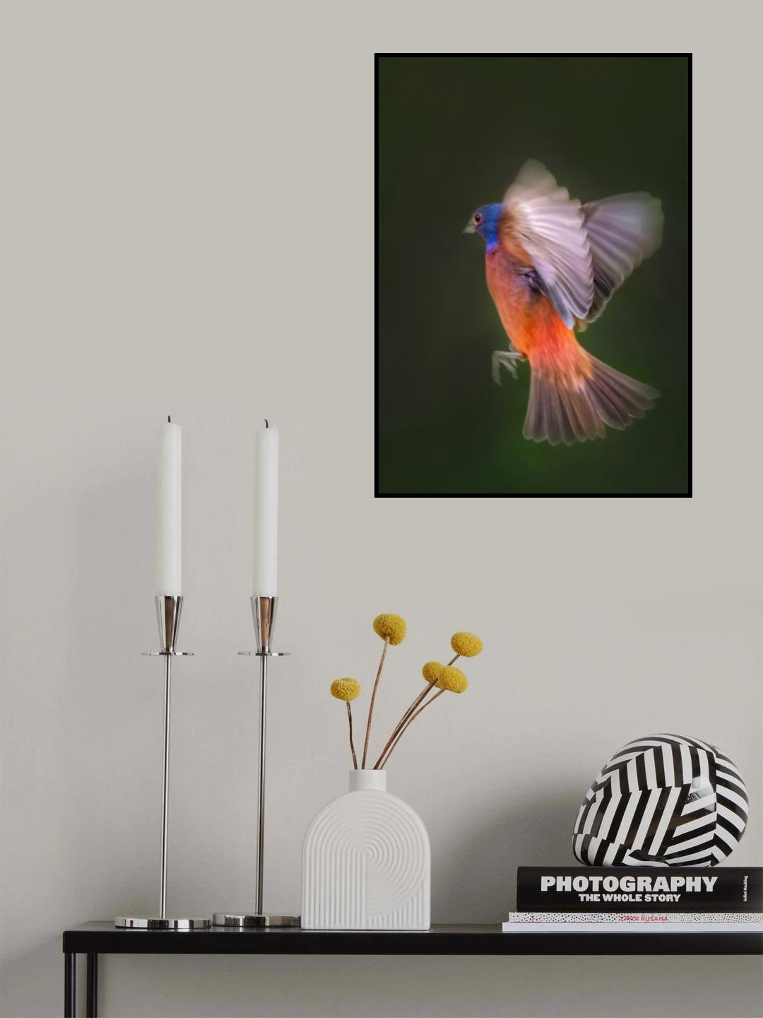 Painted Bunting Flying Poster och Canvastavla