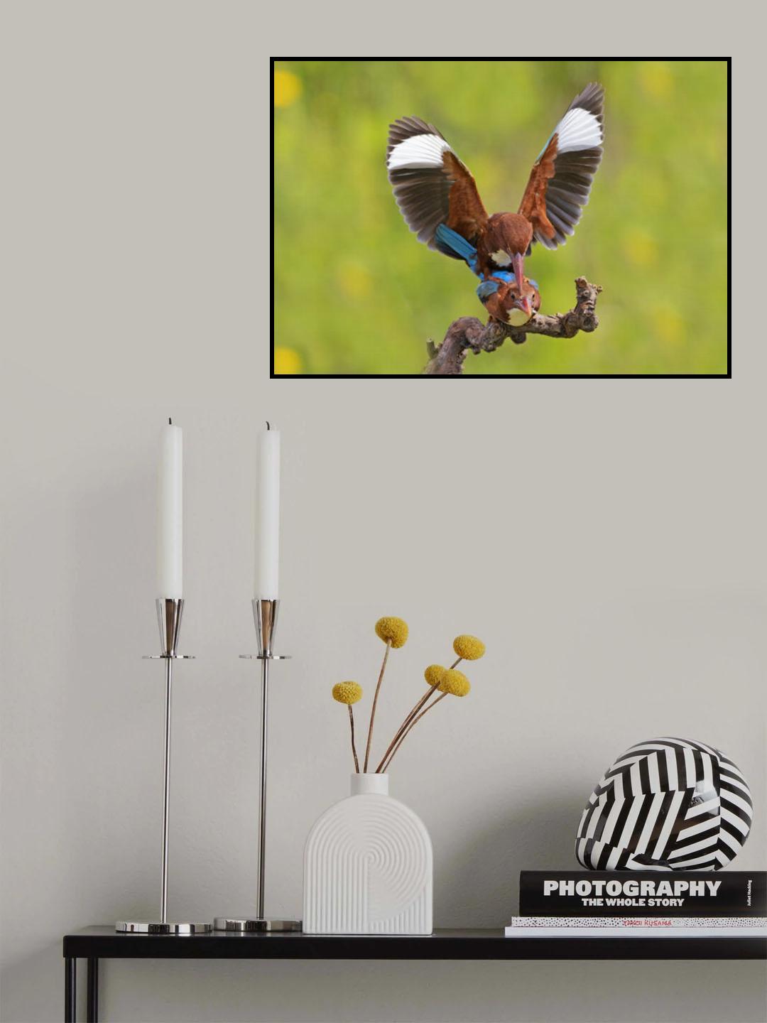 White throated Kingfishers Poster och Canvastavla
