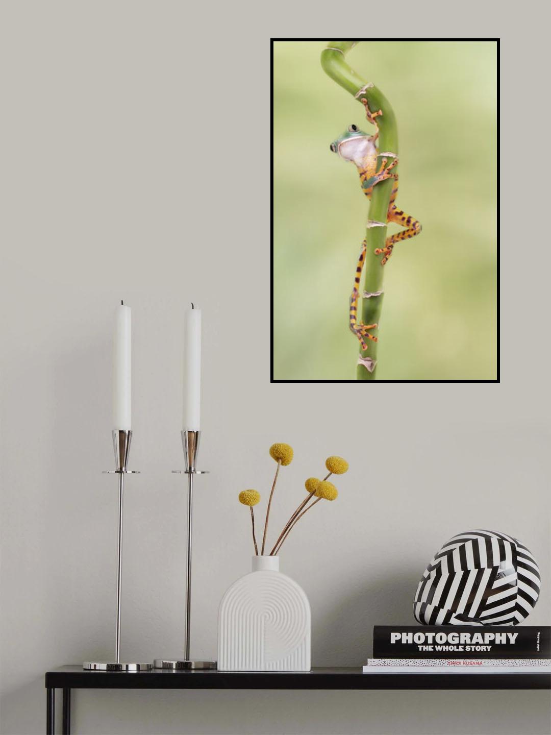 Tiger Leg Monkey Tree Frog with Those Long Legs Poster och Canvastavla