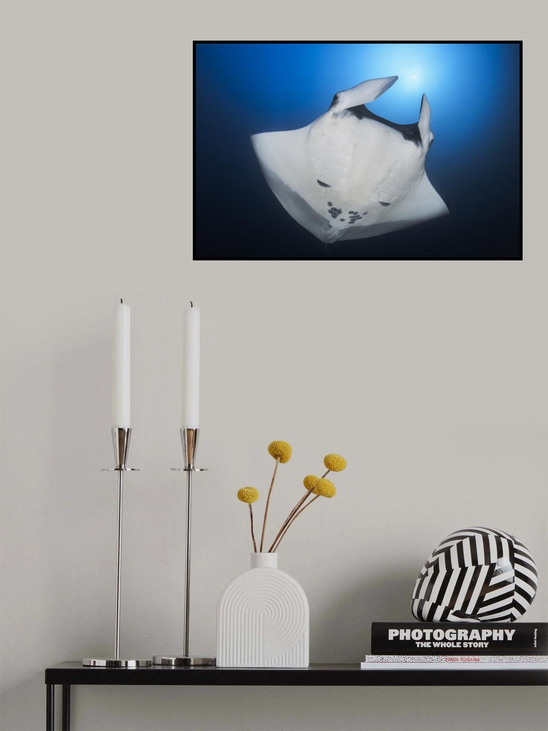 Océanic Manta Ray Poster och Canvastavla