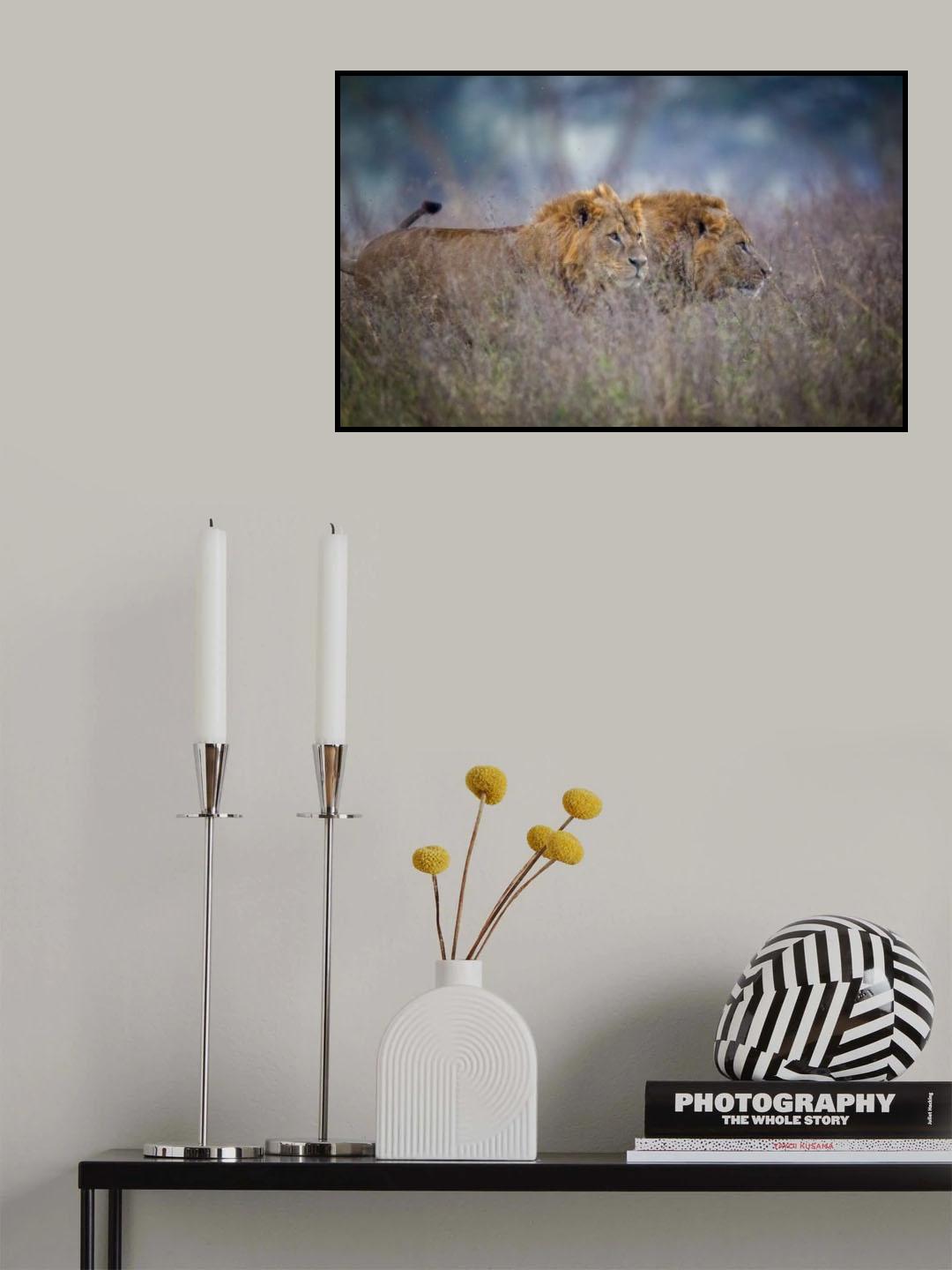 Lions coming through the heather Poster och Canvastavla