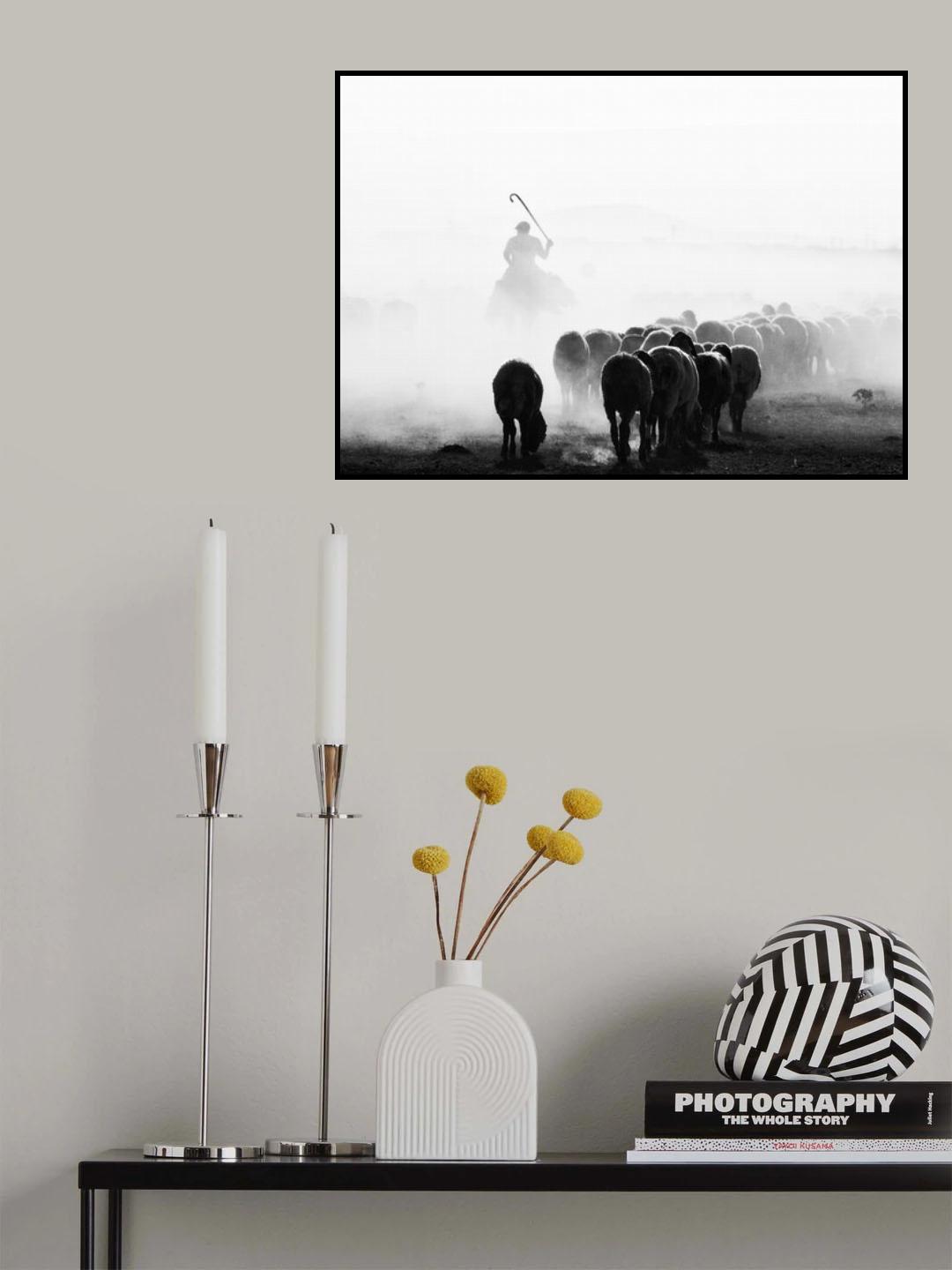 black and white sheep flock Poster och Canvastavla