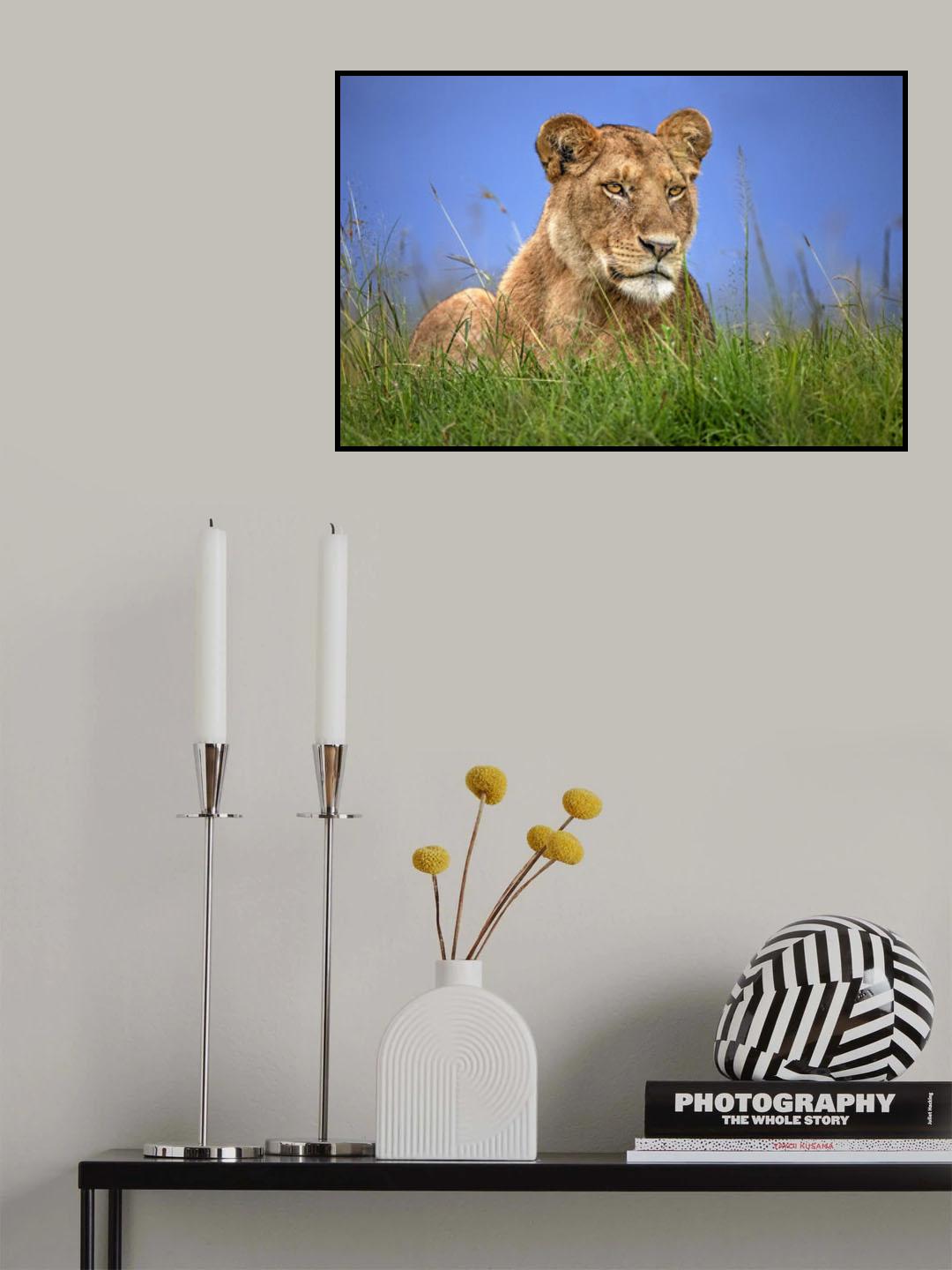 Lioness Close Up Poster och Canvastavla