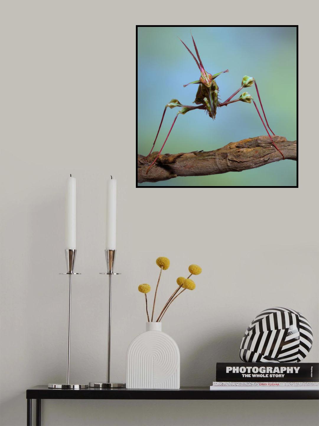Long legs Poster och Canvastavla