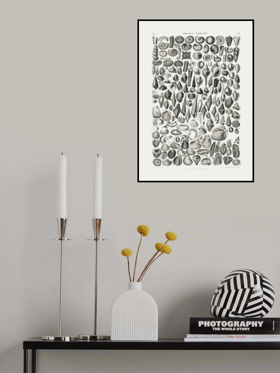 Sealife II Poster och Canvastavla