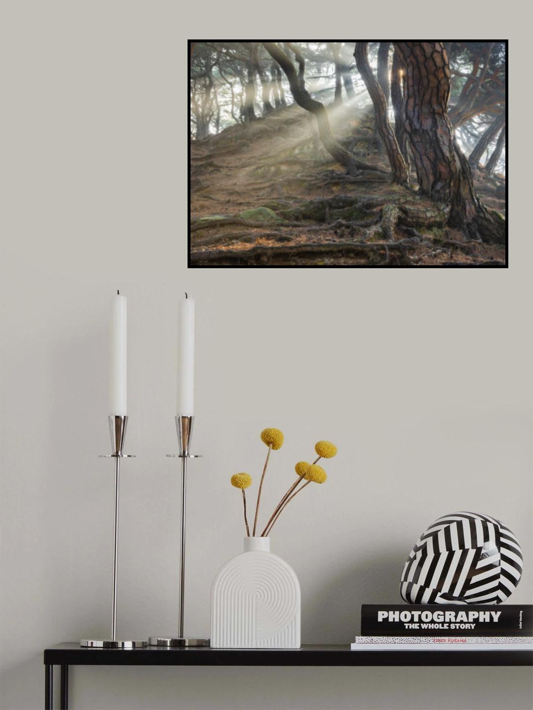 Sacred Pine Trees Poster och Canvastavla