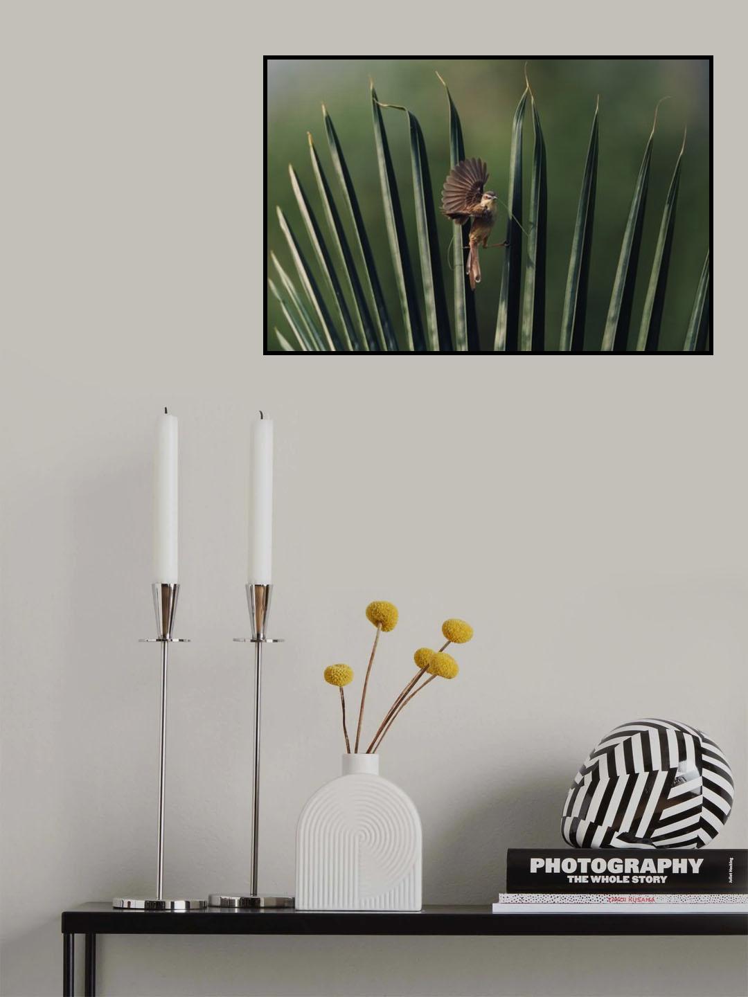 Prinia Poster och Canvastavla
