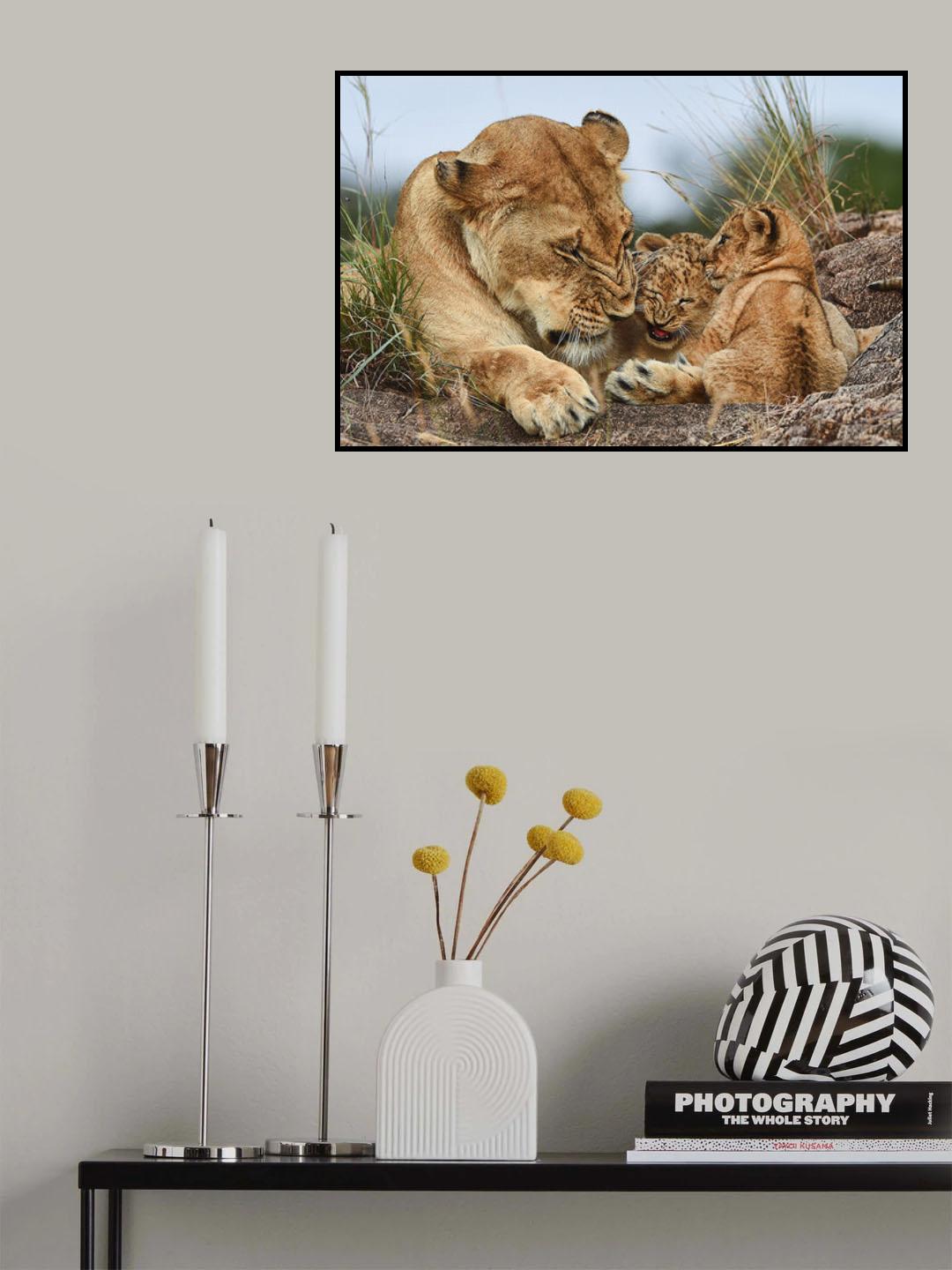 Nostalgia lioness with cubs Poster och Canvastavla