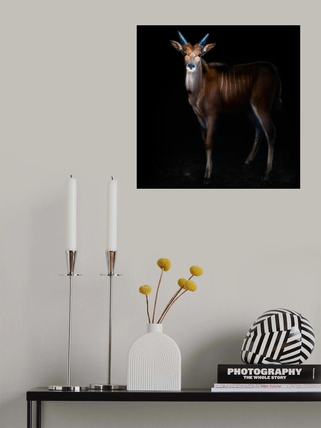 Young common eland portrait Poster och Canvastavla