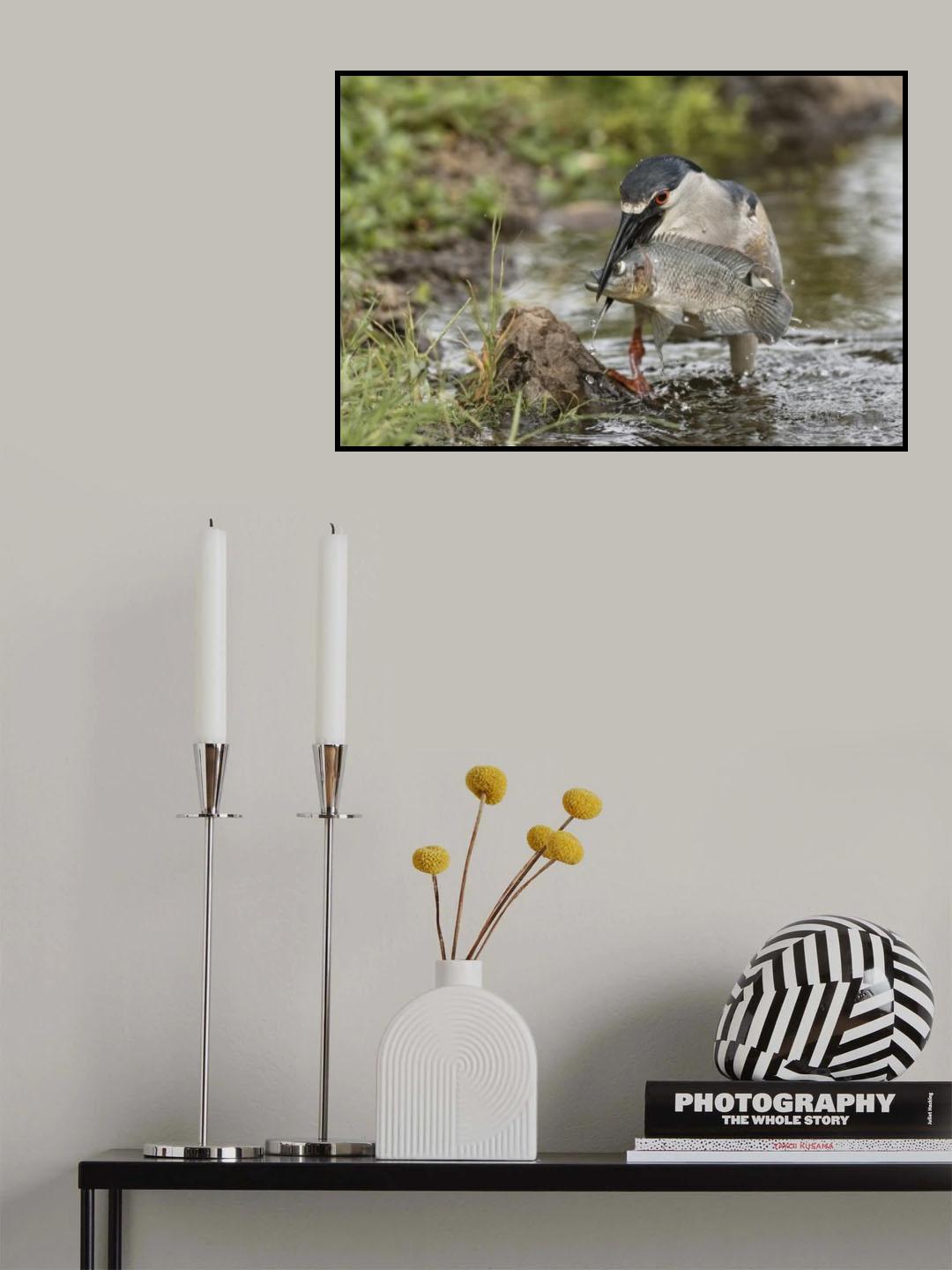 Fresh Fish Poster och Canvastavla
