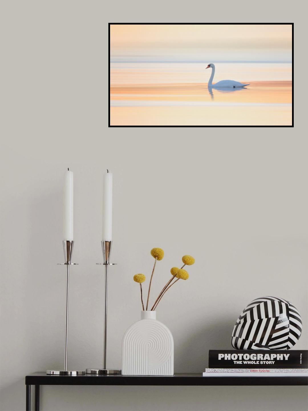 Swan Poster och Canvastavla