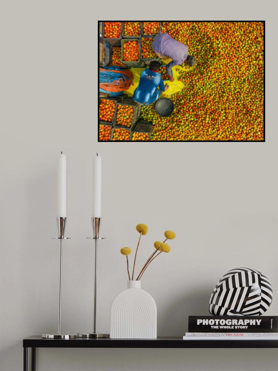 Harvesting tomato Poster och Canvastavla