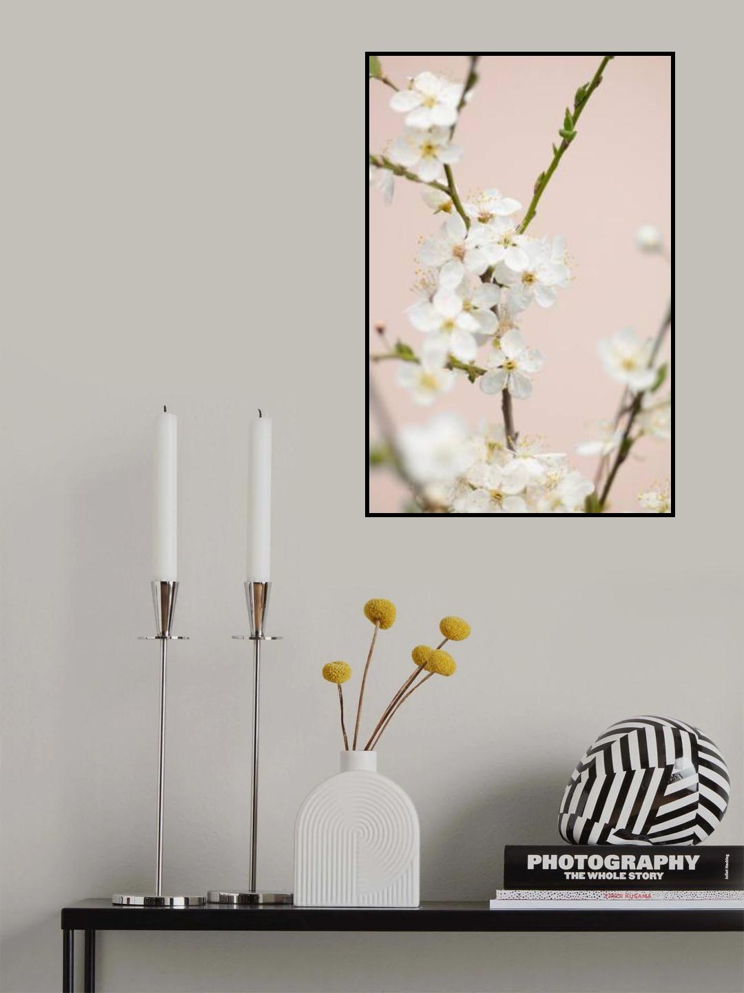 Cherry tree flowers Poster och Canvastavla