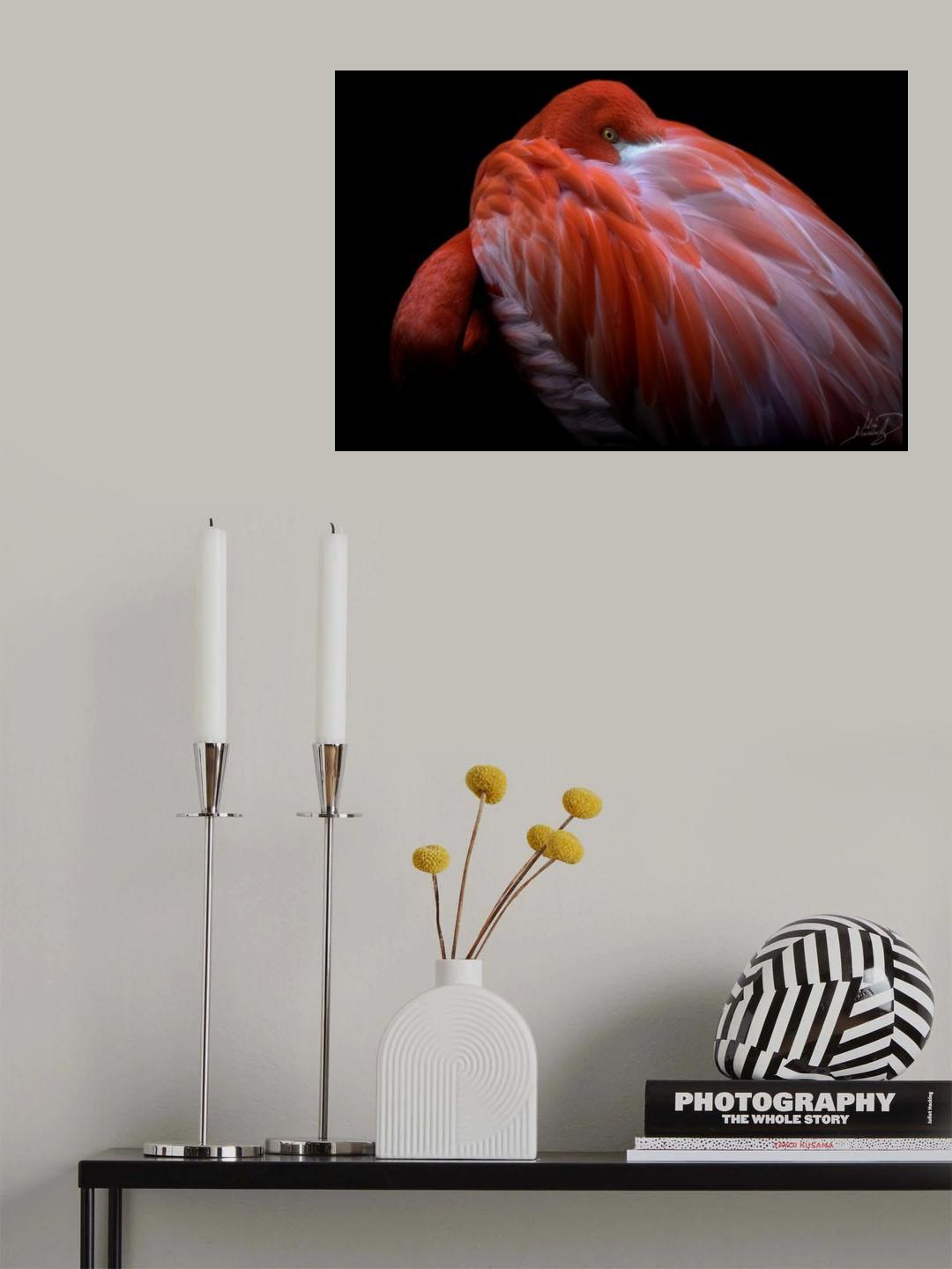 Shy Poster och Canvastavla