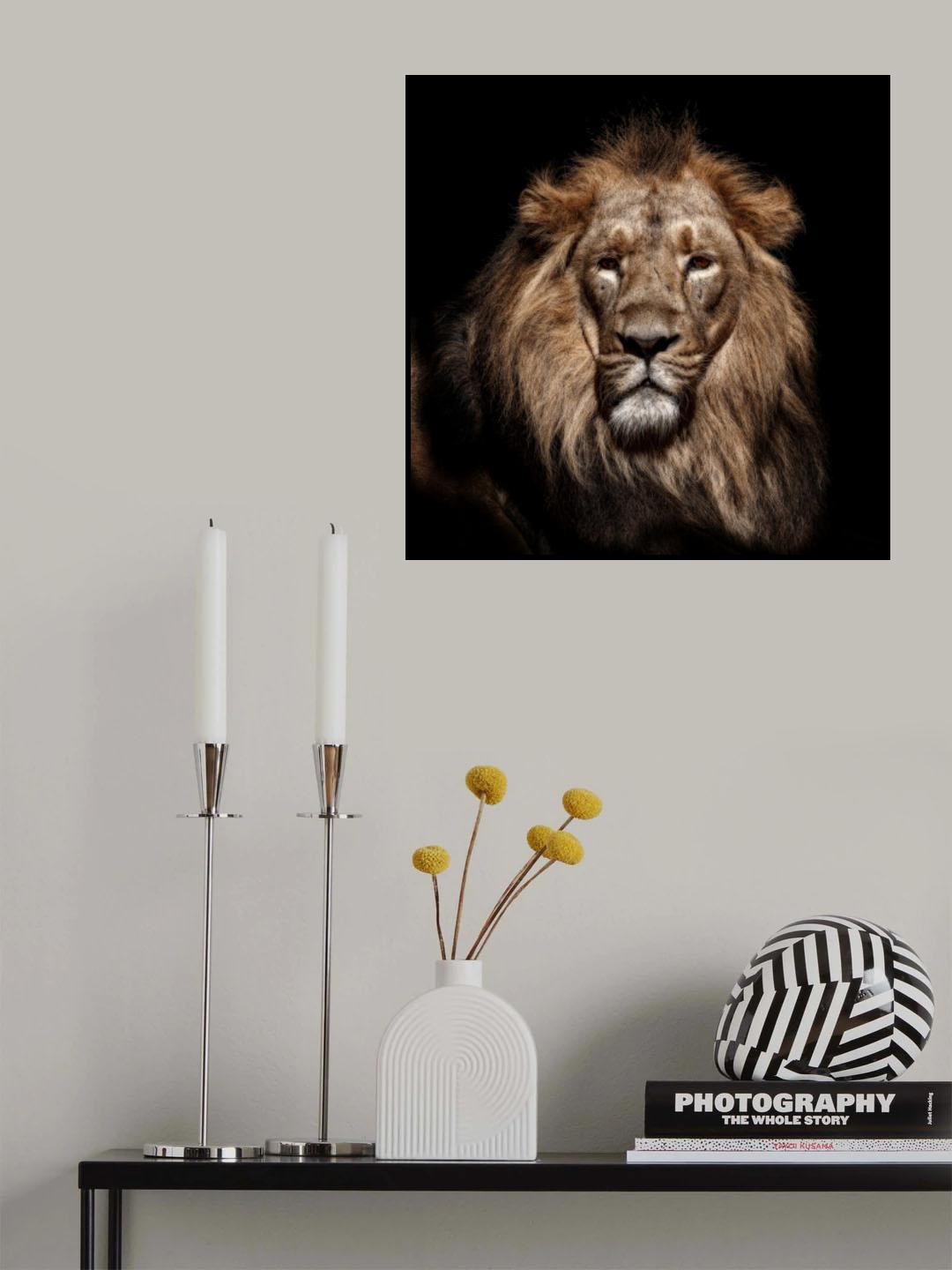 Lion Poster och Canvastavla