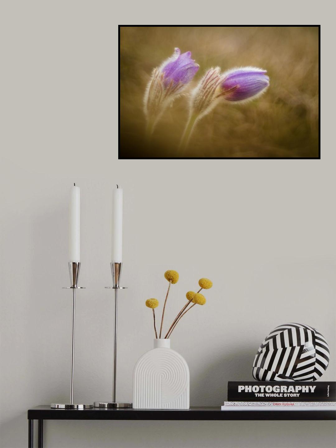 Pulsatilla pratensis Poster och Canvastavla