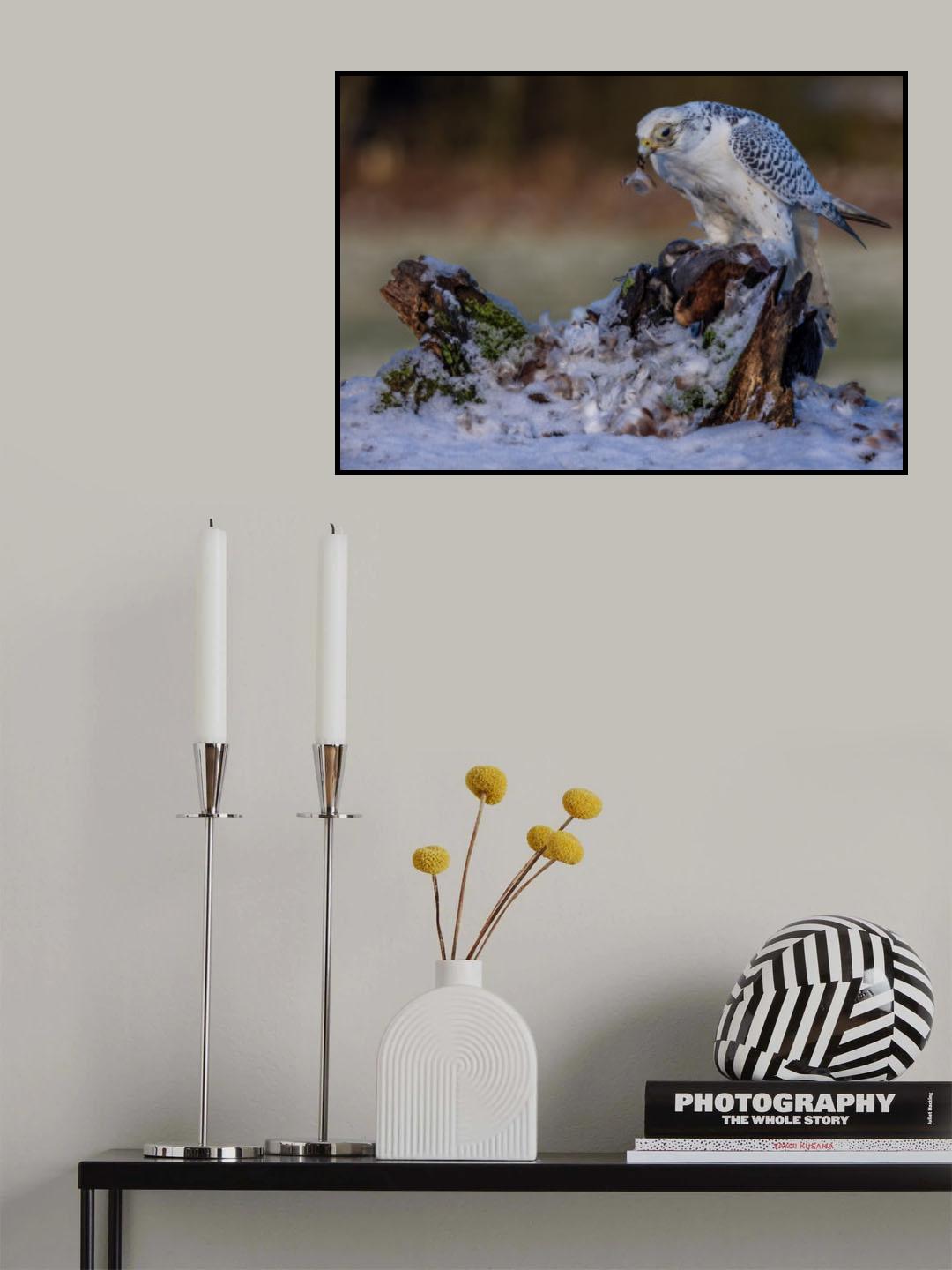 Gyr Falcon Poster och Canvastavla