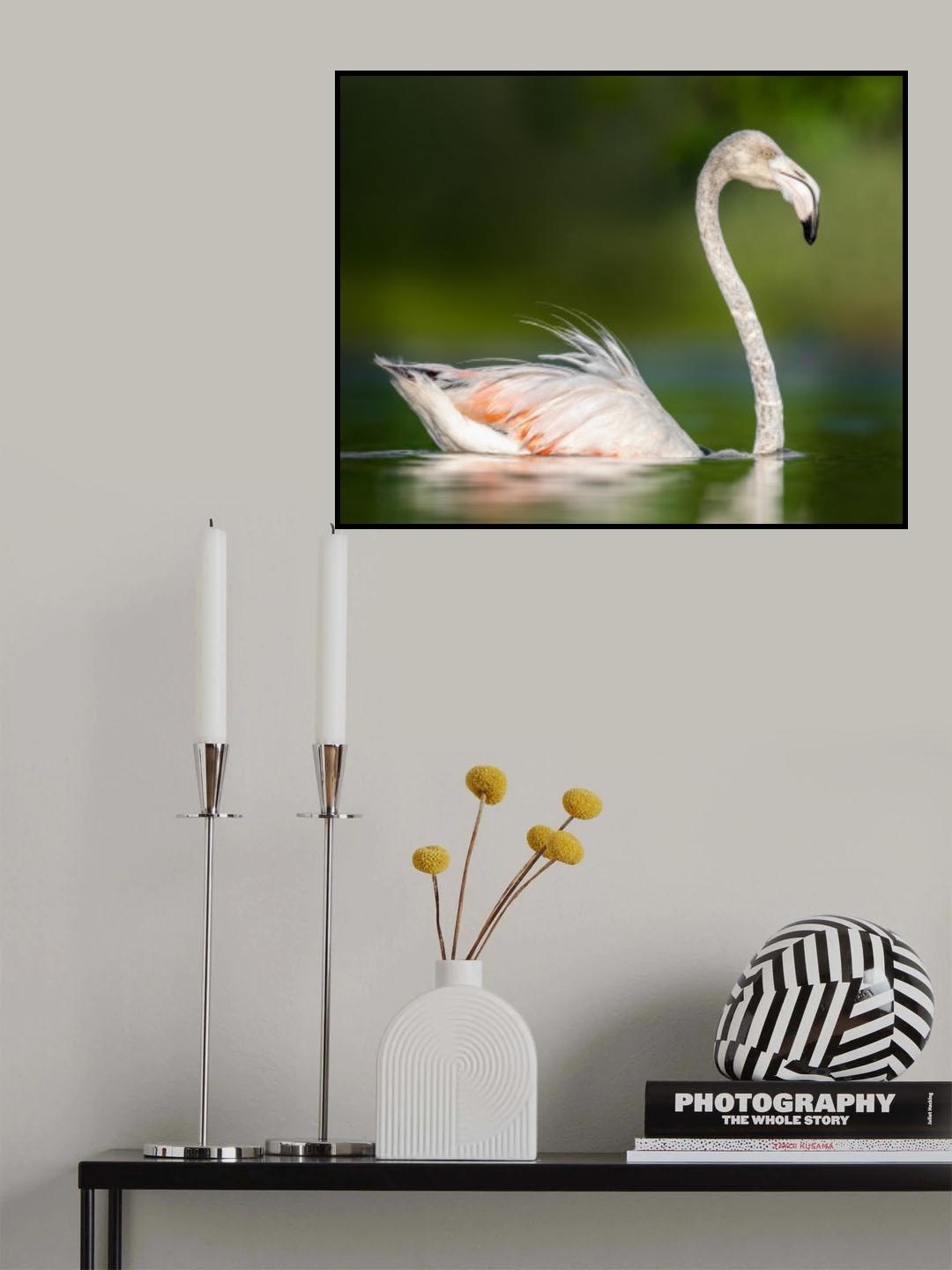 flamingo Poster och Canvastavla