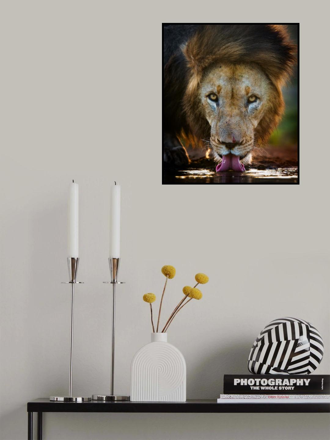 Backlight lion Poster och Canvastavla
