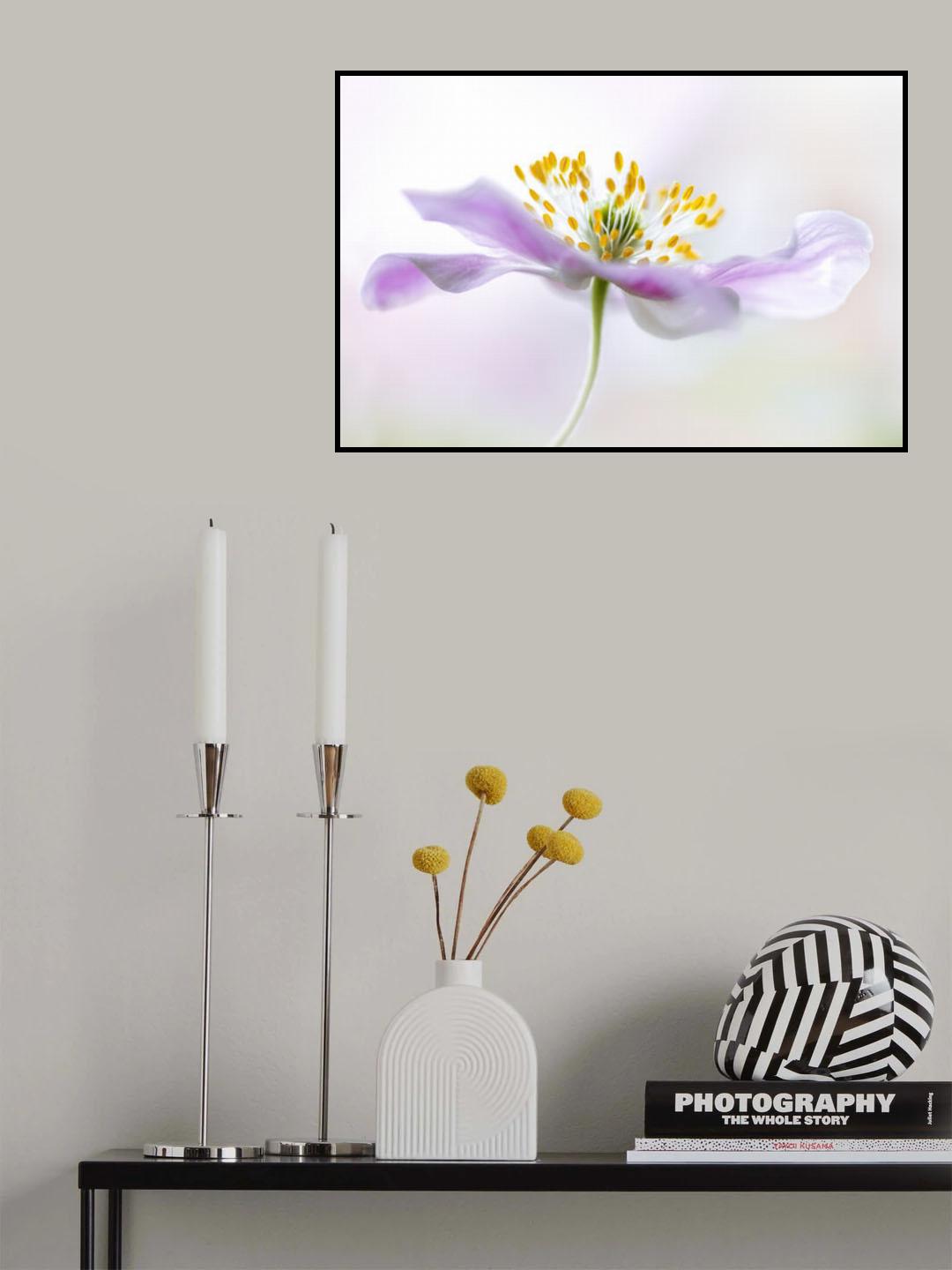 Wood Anemone Poster och Canvastavla
