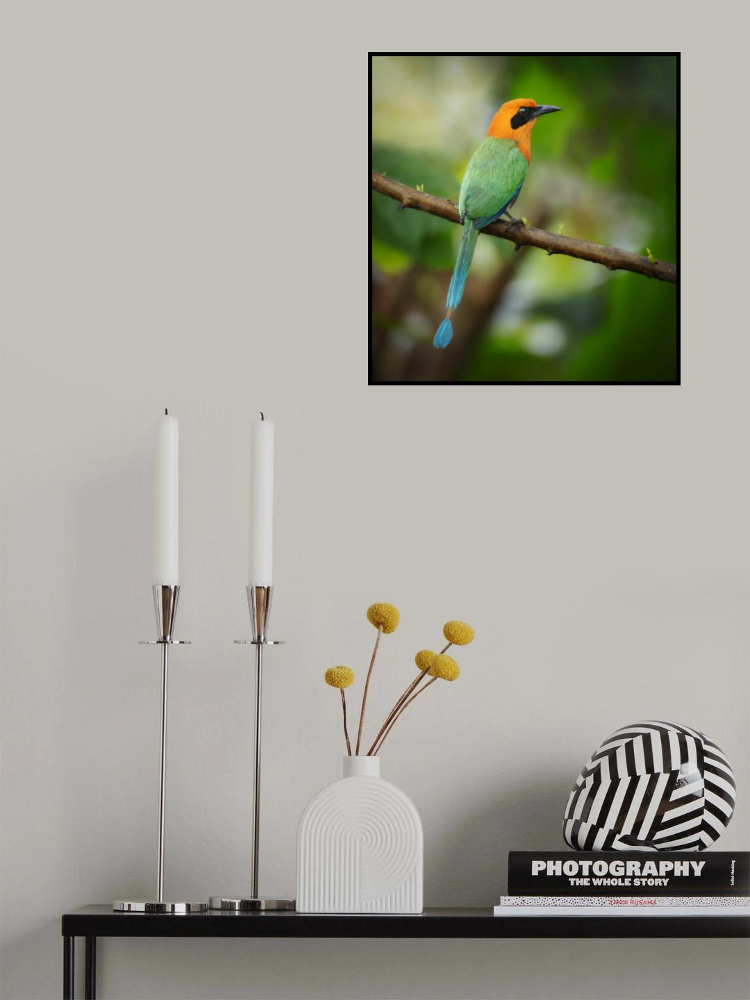 Rufous Motmot Poster och Canvastavla