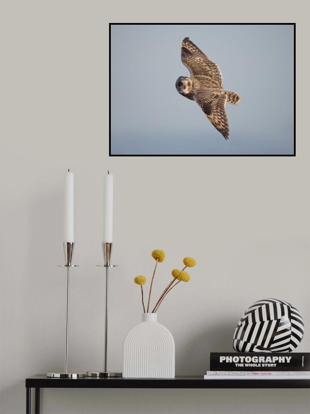 Short-Eared Owl Poster och Canvastavla