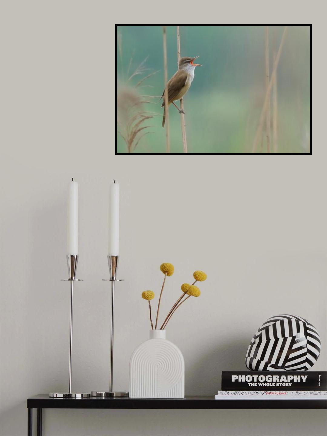 the singer of the reed Poster och Canvastavla
