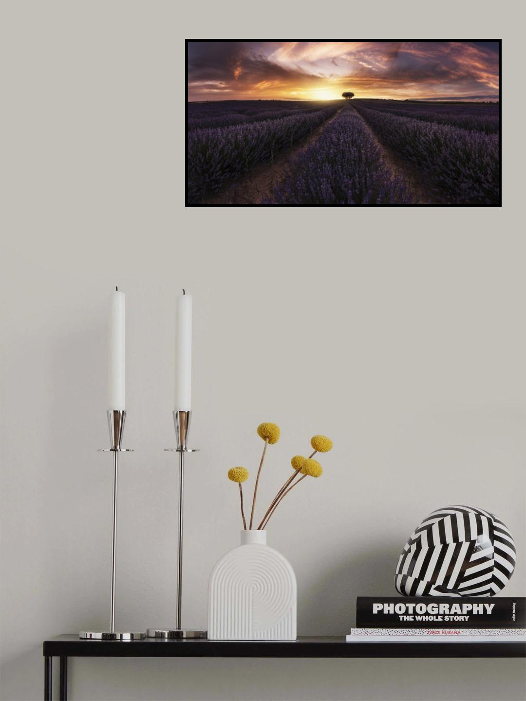 Lavender sunset Poster och Canvastavla