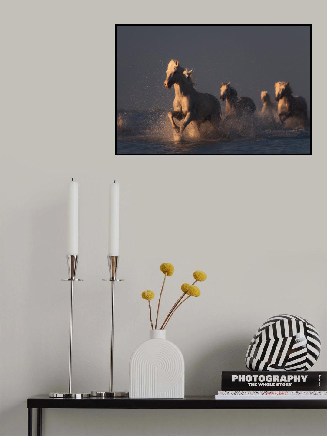 horses in sunset light Poster och Canvastavla