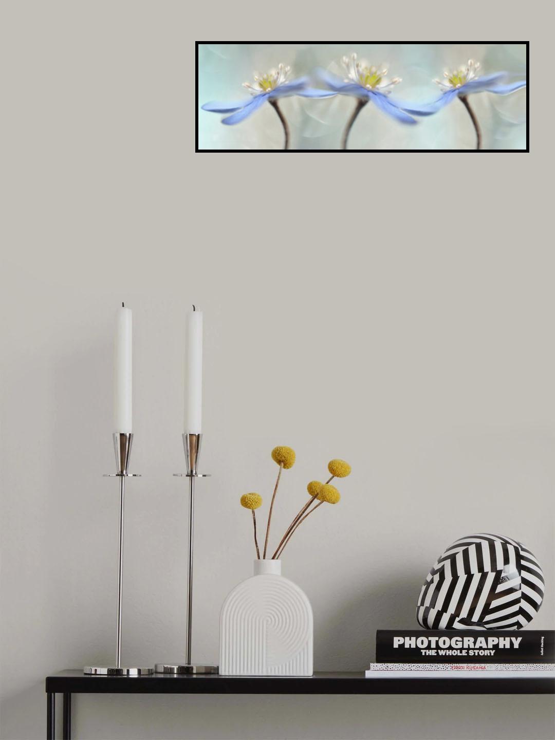 Dancing anemones Poster och Canvastavla